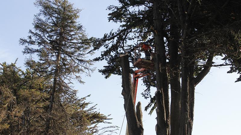 Corte de árbol en el jardín de MRM.