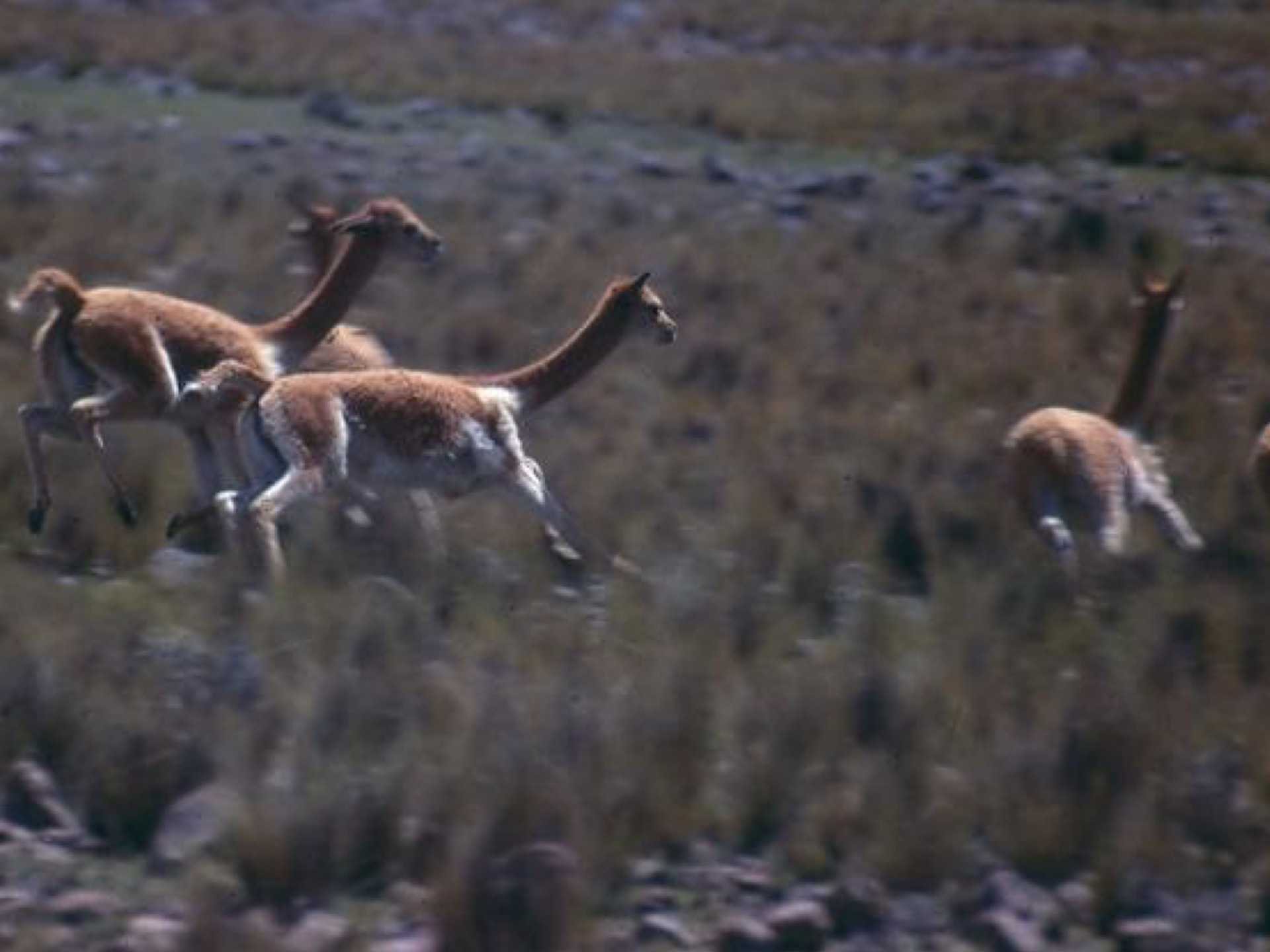 Macho territorial de guanaco persiguiendo y atacando a hembras adultas vecinas. Fotografía de William L. Franklin.