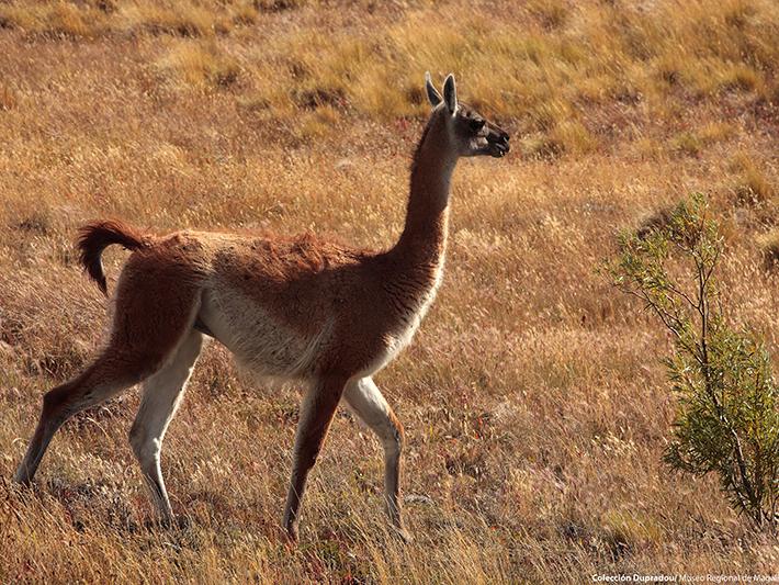 05 Guanaco