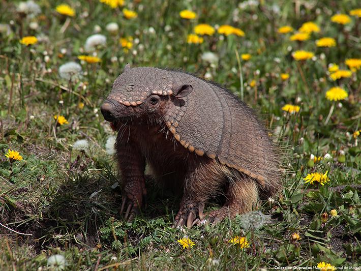 08 Armadillo