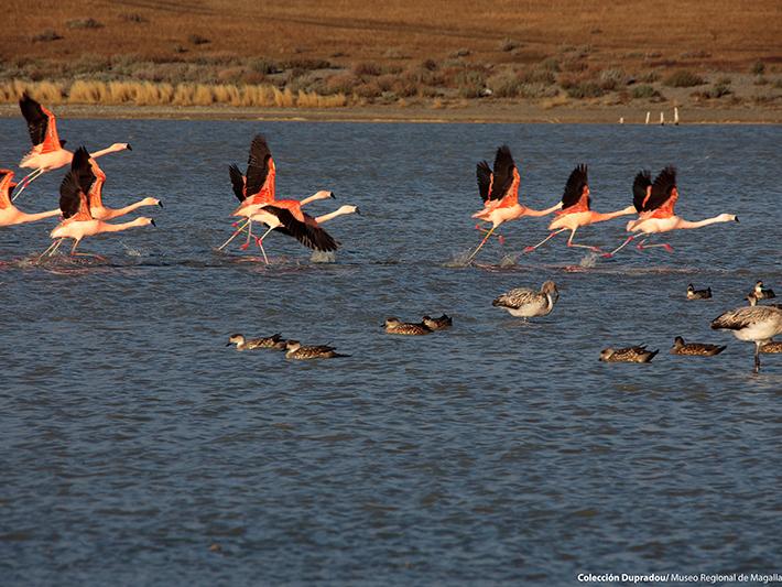 16 Flamencos chilenos