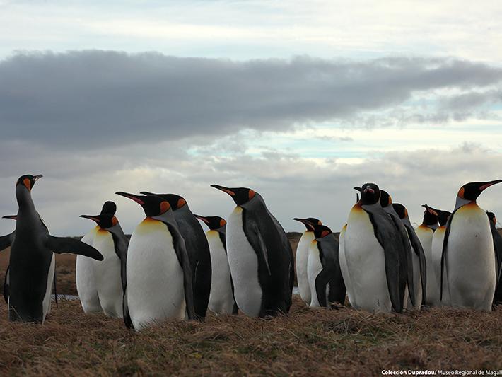 17 Pingüino Rey Bahía Inútil