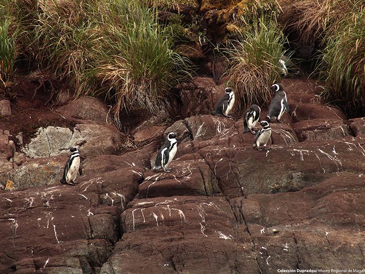 22 Pingüinos Magallánicos en la Isla Charles