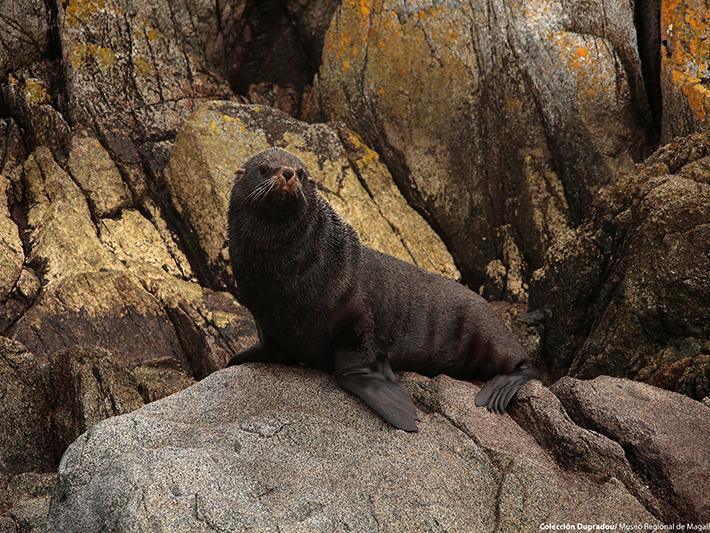 26 Lobo fino. Isla Santa Inés