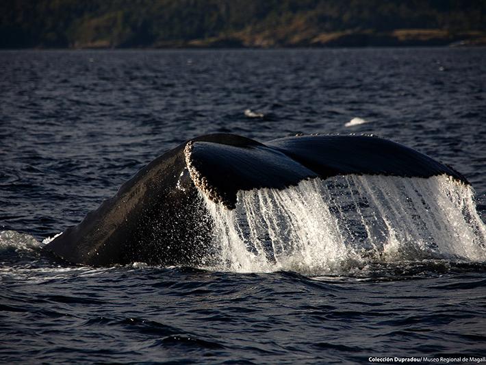 28 Ballena Jorobada. Carlos III