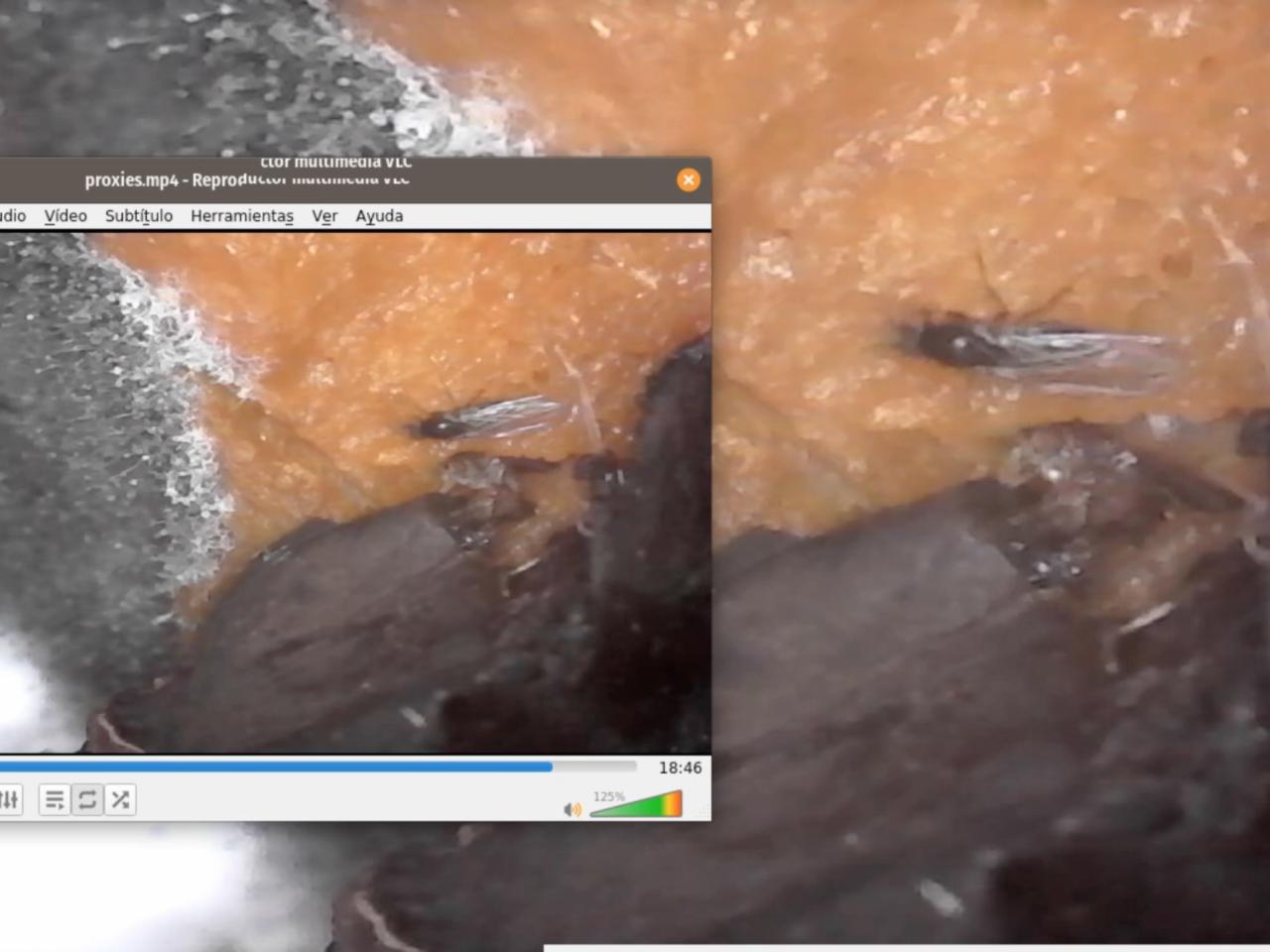 Registro de pantalla del registro video "Proxies", plano detalle de un elemento en descomposición
