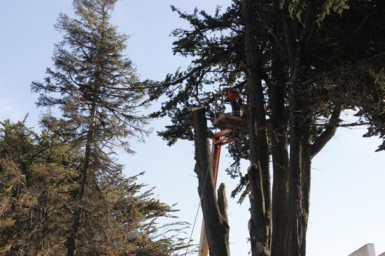 Corte de árbol en el jardín de MRM.