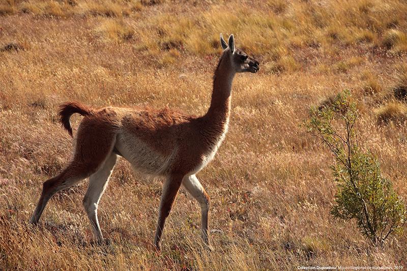 05 Guanaco