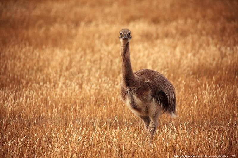 07 Ñandú