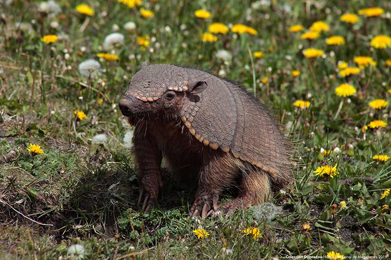 08 Armadillo