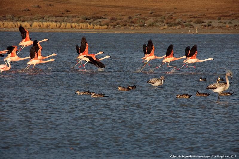 16 Flamencos chilenos