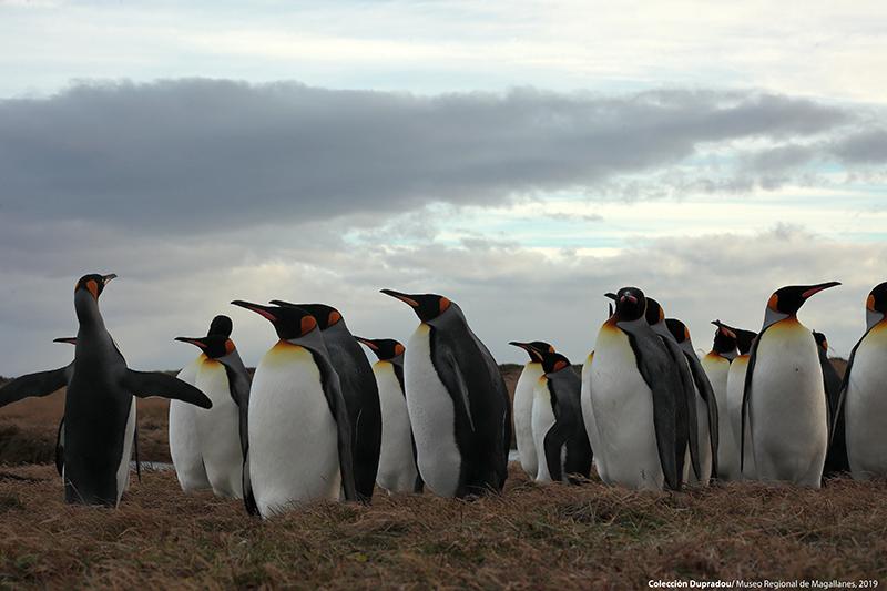 17 Pingüinos Rey Bahía Inútil