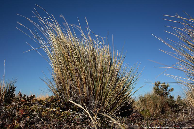 18 Corión, costa bahía Inútil