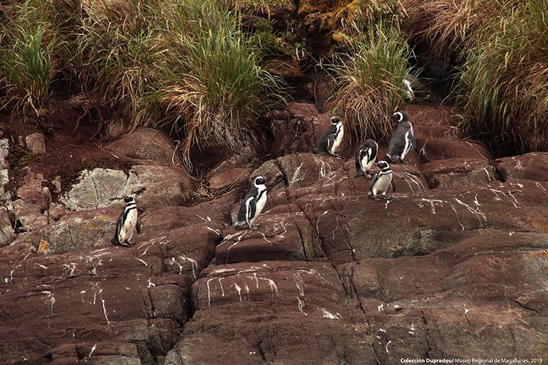 22 Pingüinos Magallánicos en la Isla Charles 22 Pingüinos Magallánicos en la Isla Charles