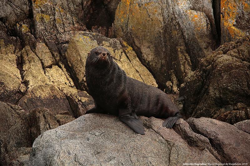 26 Lobo fino. Isla Santa Inés