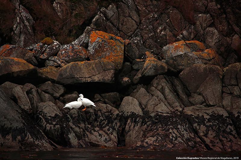 27 Juvenil caranca. Isla Santa Inés