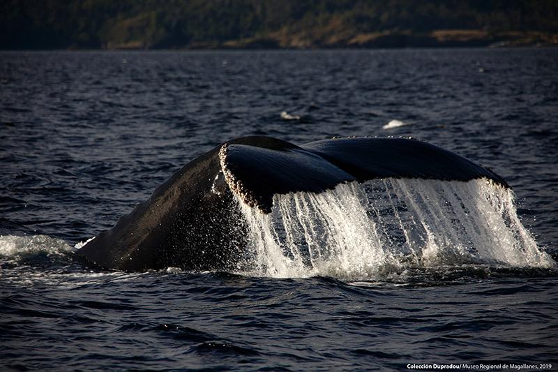 28 Ballena Jorobada. Carlos III 28 Ballena Jorobada. Carlos III