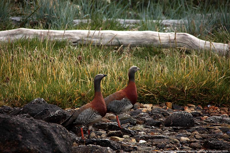 29 Canquenes Isla Carlos III