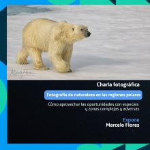 Fotografía de naturaleza en las regiones polares - Marcelo Flores